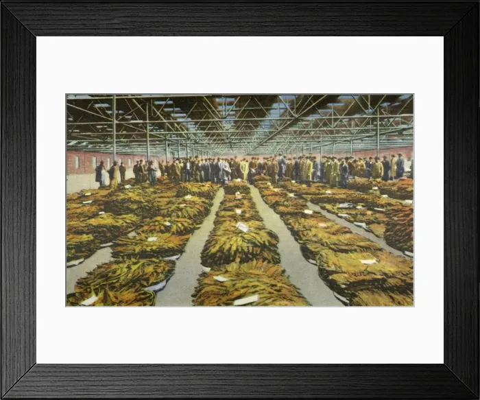 Framed Print : Tobacco Sale, an ever interesting Scene, 1942. Creator: Unknown Framed Print : Tobacco Sale, an ever interesting Scene, 1942. Creator: Unknown