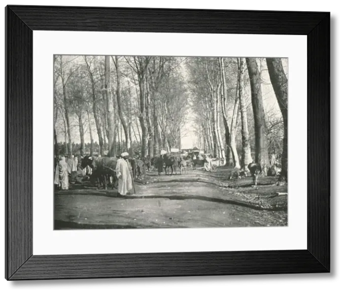 Framed Print : Arab fair and market, Boufarik, Algeria, 1895. Creator: Poulton & Co Framed Print : Arab fair and market, Boufarik, Algeria, 1895. Creator: Poulton & Co