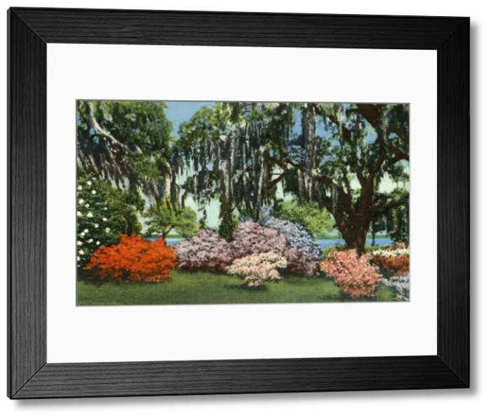 Framed Print : Scene in Belle Isle Gardens, near Georgetown, S. C. 1942. Creator: Unknown Framed Print : Scene in Belle Isle Gardens, near Georgetown, S. C. 1942. Creator: Unknown