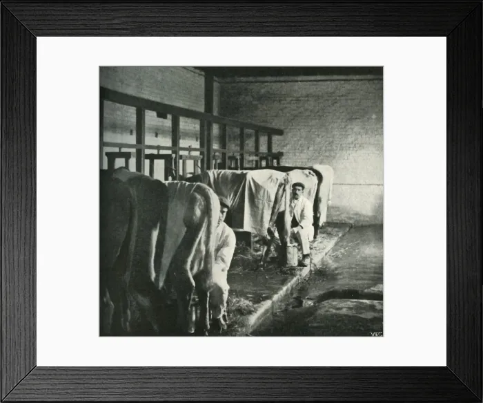 Framed Print : An Up-To-Date Milking-Shed at the Walker-Gordon Farm, 1902. Creator: Unknown Framed Print : An Up-To-Date Milking-Shed at the Walker-Gordon Farm, 1902. Creator: Unknown