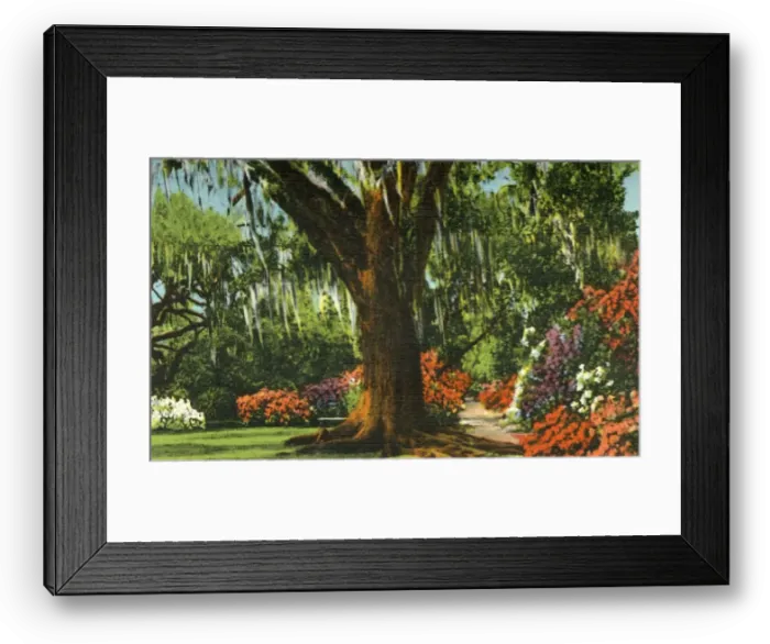 Framed Print : Scene in Magnolia Gardens, near Charleston, S. C. 1942. Creator: Unknown Framed Print : Scene in Magnolia Gardens, near Charleston, S. C. 1942. Creator: Unknown