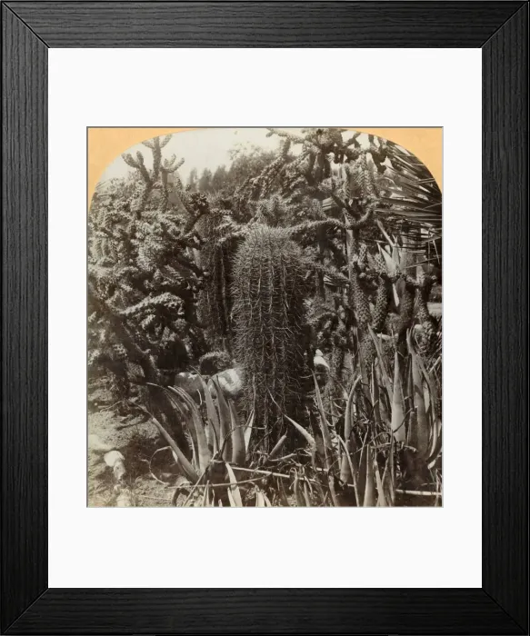 Framed Print : Cactus Garden, Cragin Place, Lake Worth, Florida, c1900. Creator: BL Singley Framed Print : Cactus Garden, Cragin Place, Lake Worth, Florida, c1900. Creator: BL Singley