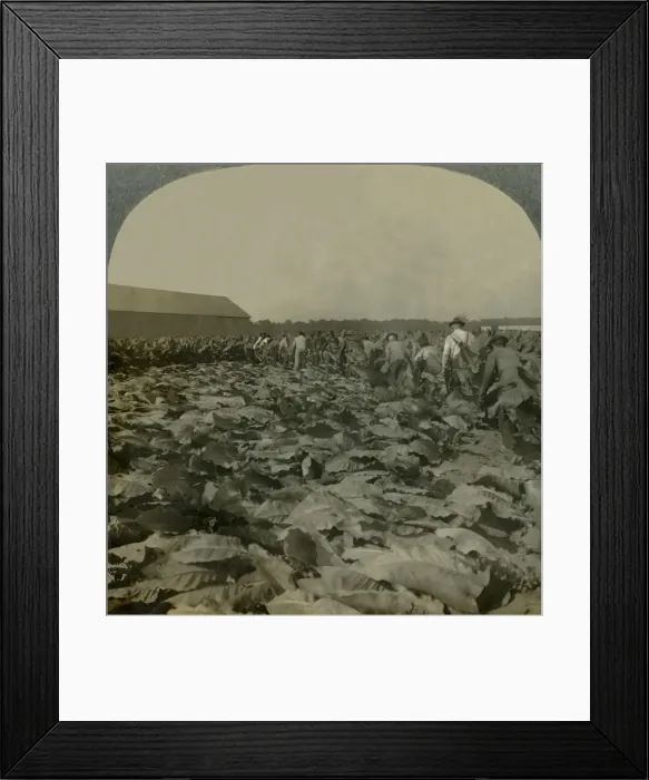 Framed Print : Cutting Tobacco, Kentucky, U. S. A. 1904. Creator: Keystone View Company Framed Print : Cutting Tobacco, Kentucky, U. S. A. 1904. Creator: Keystone View Company
