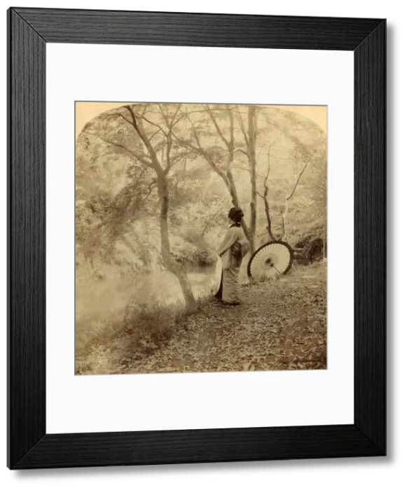 Framed Print : The Golden Days of Autumn in Japan, 1896. Creator: Underwood & Underwood Framed Print : The Golden Days of Autumn in Japan, 1896. Creator: Underwood & Underwood