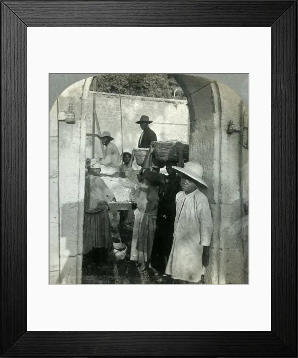 Framed Print : Cocoa Fresh from the Pods, Dominica, B. W. I. 1893. Creator: Keystone View Company Framed Print : Cocoa Fresh from the Pods, Dominica, B. W. I. 1893. Creator: Keystone View Company