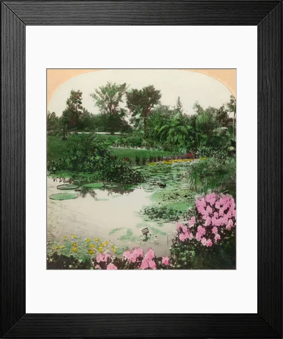 Framed Print : Lily Pond, Tower Grove Park, St. Louis, Mo. U. S. A. 1897. Creator: BL Singley