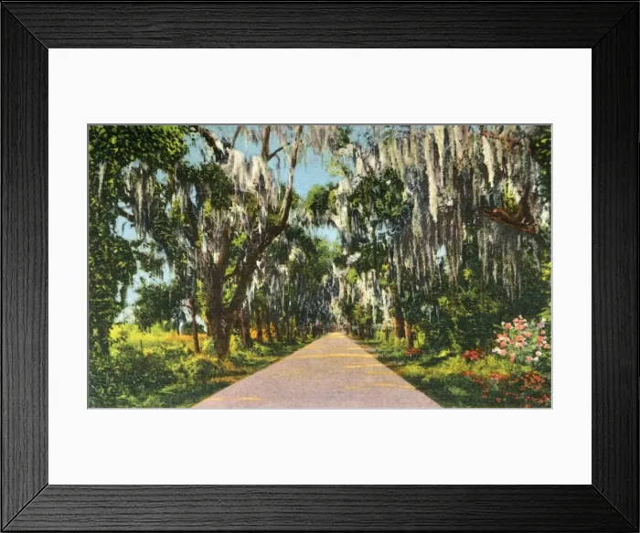 Framed Print : An Alluring Highway Scene in the Carolinas, 1942. Creator: Unknown Framed Print : An Alluring Highway Scene in the Carolinas, 1942. Creator: Unknown