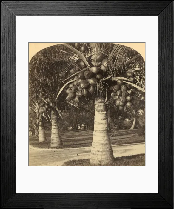 Framed Print : Cocoanut Trees in the white sands of Florida. USA, c1900. Creator: Underwood & Underwood Framed Print : Cocoanut Trees in the white sands of Florida. USA, c1900. Creator: Underwood & Underwood