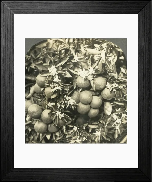 Framed Print : Orange Blossoms and Mature Oranges Growing on the Same Tree, California, c1900 Framed Print : Orange Blossoms and Mature Oranges Growing on the Same Tree, California, c1900