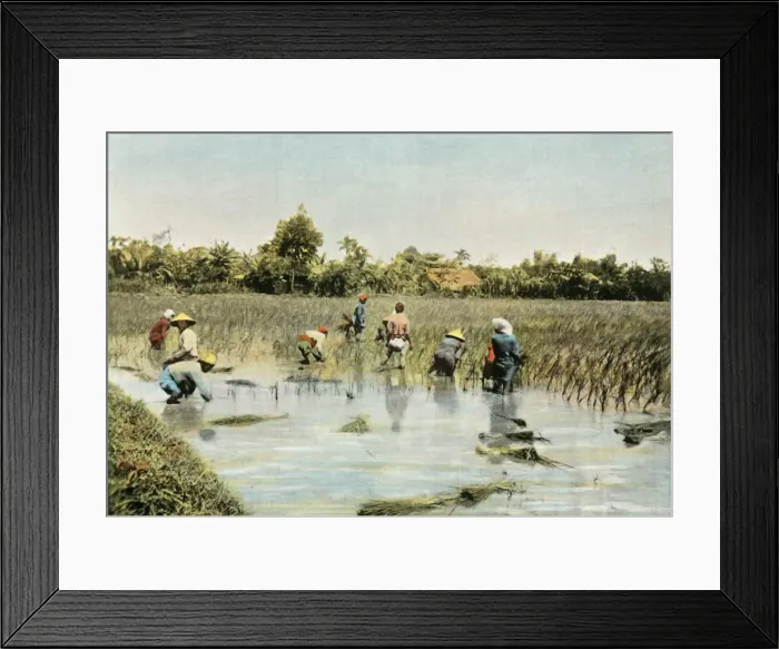 Framed Print : Recolte Du Riz, (Harvesting Rice), 1900. Creator: Unknown Framed Print : Recolte Du Riz, (Harvesting Rice), 1900. Creator: Unknown