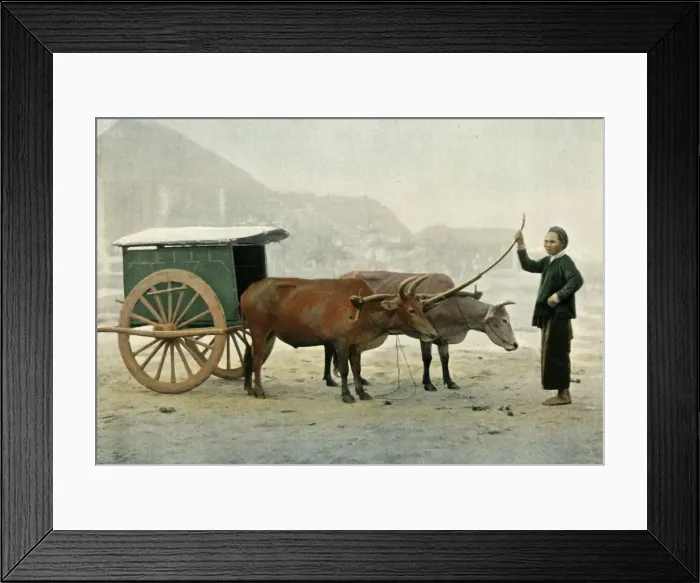 Framed Print : Attelage Annamite, (Annamite Yoke), 1900. Creator: Unknown Framed Print : Attelage Annamite, (Annamite Yoke), 1900. Creator: Unknown