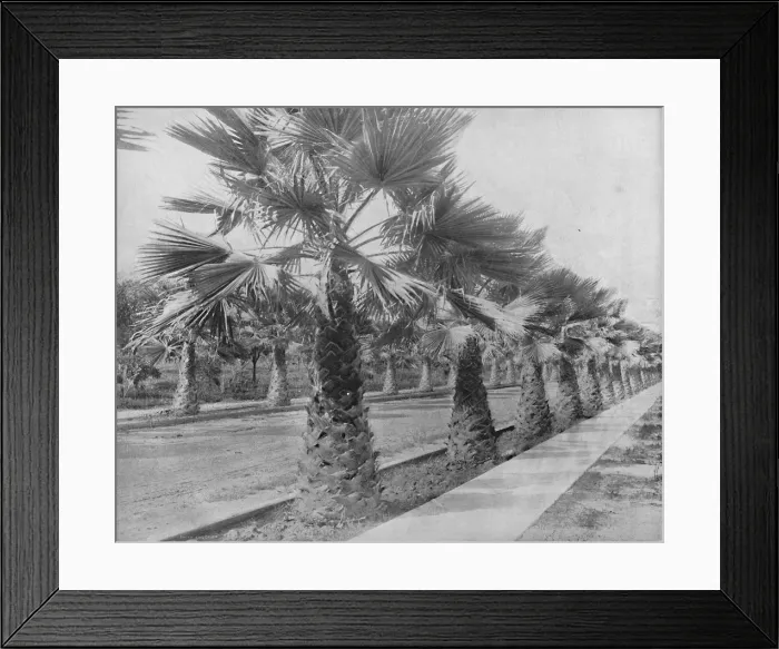 Framed Print : A Palm Avenue in Los Angeles, Cal. c1897. Creator: Unknown Framed Print : A Palm Avenue in Los Angeles, Cal. c1897. Creator: Unknown