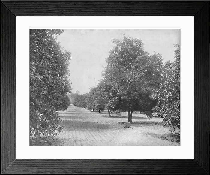 Framed Print : Orange Grove, Seville, Florida, c1897. Creator: Unknown Framed Print : Orange Grove, Seville, Florida, c1897. Creator: Unknown