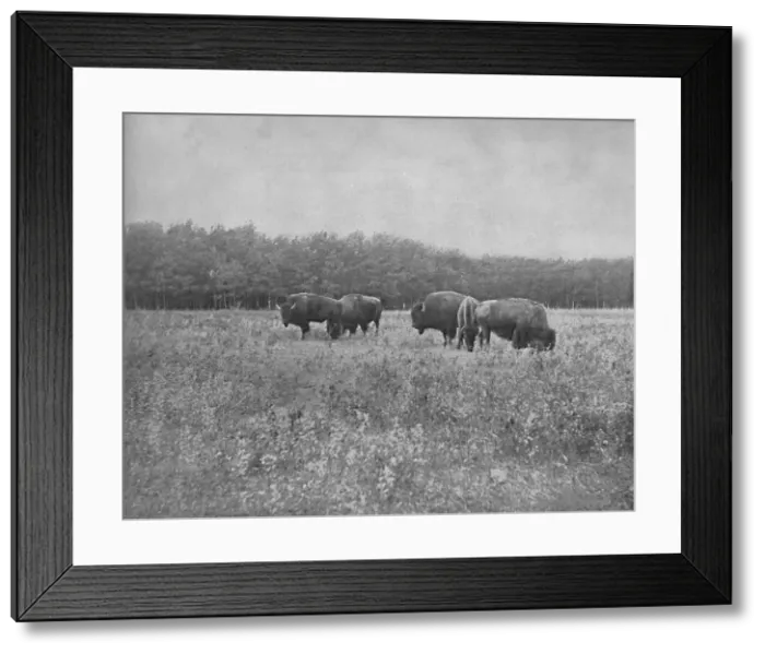 Framed Print : Silver Heights, Winnipeg, c1897. Creator: Unknown Framed Print : Silver Heights, Winnipeg, c1897. Creator: Unknown