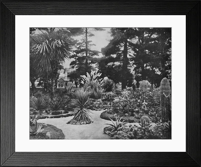 Framed Print : Arizona Garden. Monterey, Cal. c1897. Creator: Unknown Framed Print : Arizona Garden. Monterey, Cal. c1897. Creator: Unknown