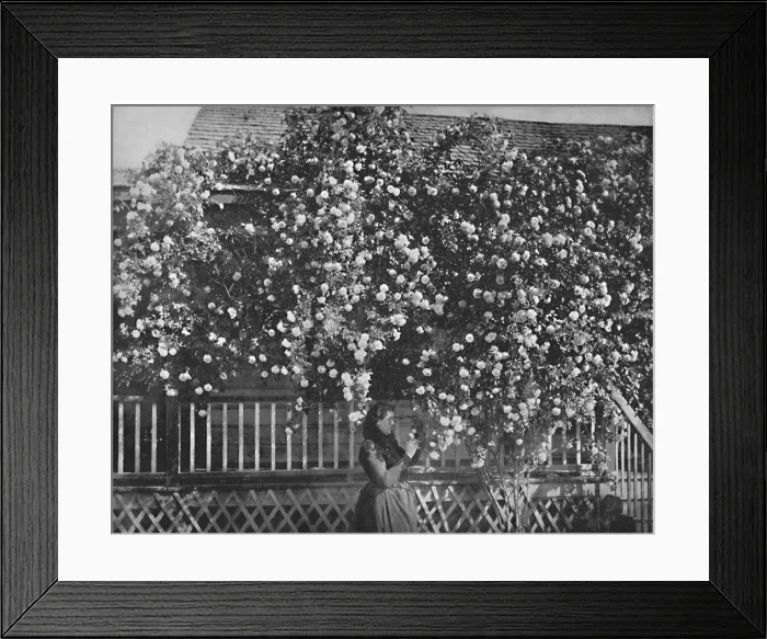 Framed Print : A Rose-Decked Home, Southern California, c1897. Creator: Unknown Framed Print : A Rose-Decked Home, Southern California, c1897. Creator: Unknown