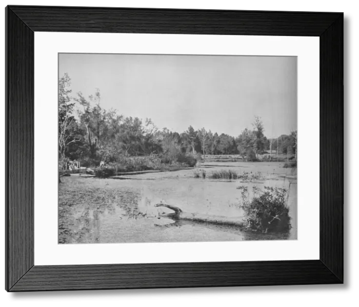 Framed Print : Scene in Mississippi, c1897. Creator: Unknown Framed Print : Scene in Mississippi, c1897. Creator: Unknown