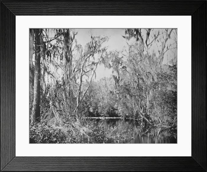 Framed Print : On Governors Creek, Ocklawaha River, Florida, c1897. Creator: Unknown Framed Print : On Governors Creek, Ocklawaha River, Florida, c1897. Creator: Unknown