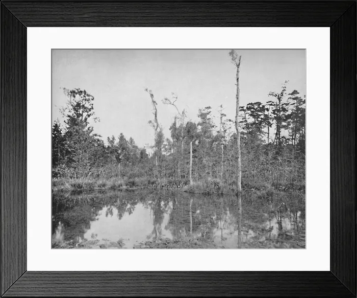 Framed Print : A Louisiana Swamp, c1897. Creator: Unknown Framed Print : A Louisiana Swamp, c1897. Creator: Unknown