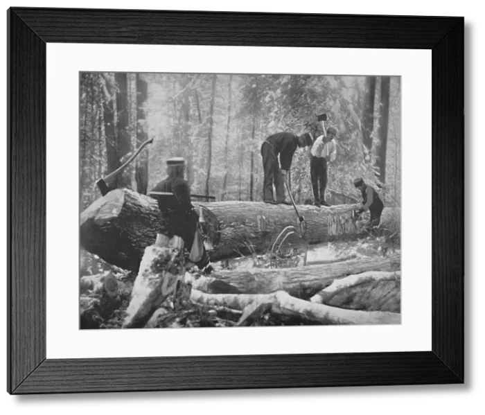 Framed Print : Lumbering on the Ottawa River, Canada, c1897. Creator: Unknown Framed Print : Lumbering on the Ottawa River, Canada, c1897. Creator: Unknown