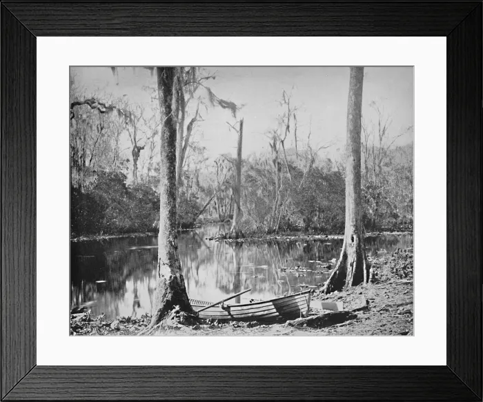 Framed Print : A Feeder of the St. Johns River, Florida, c1897. Creator: Unknown Framed Print : A Feeder of the St. Johns River, Florida, c1897. Creator: Unknown