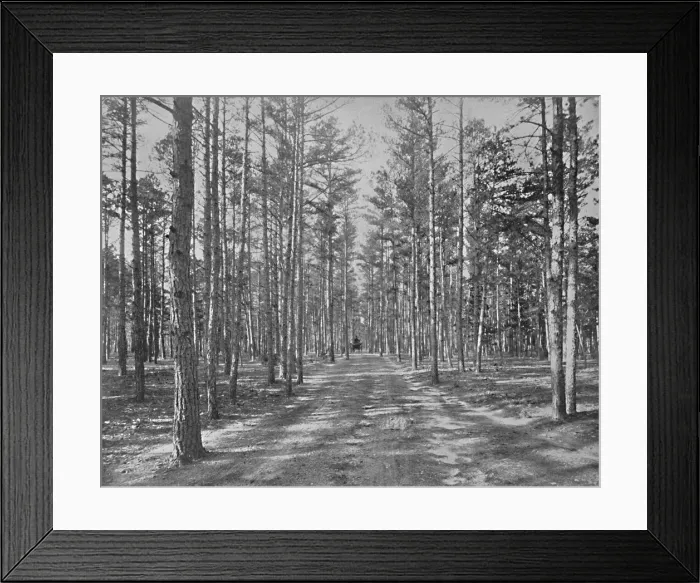 Framed Print : Drive in Piney Wods Park, Lakewood, New Jersey, c1897. Creator: Unknown Framed Print : Drive in Piney Wods Park, Lakewood, New Jersey, c1897. Creator: Unknown
