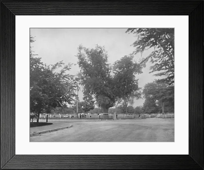 Framed Print : Washington Elm, Cambridge, Massachusetts, c1897. Creator: Unknown Framed Print : Washington Elm, Cambridge, Massachusetts, c1897. Creator: Unknown