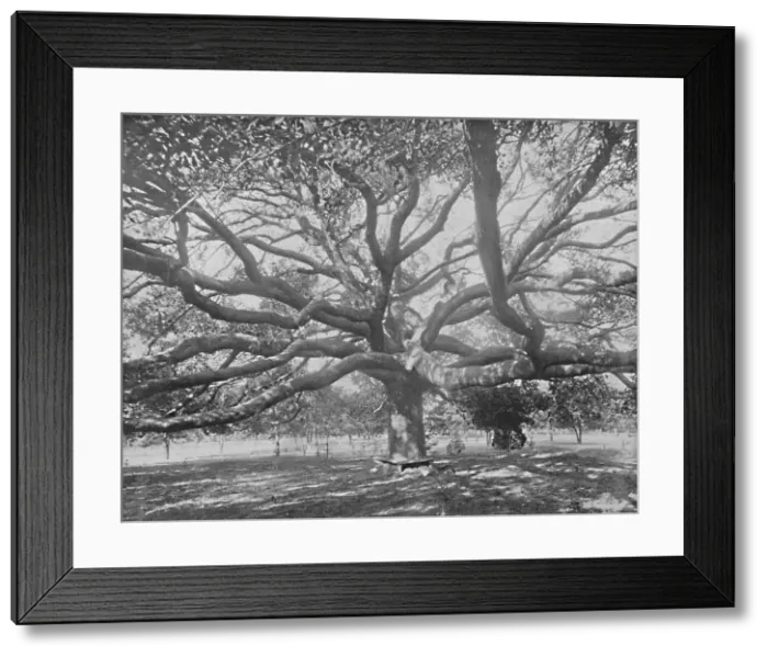 Framed Print : Mammoth Live Oak, near Jacksonville, Florida, c1897. Creator: Unknown Framed Print : Mammoth Live Oak, near Jacksonville, Florida, c1897. Creator: Unknown
