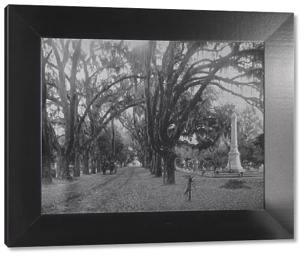 Hanging Moss on Live-Oak, Savannah, Georgia, c1897. Creator: Unknown