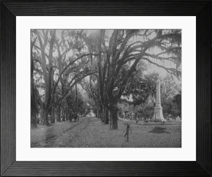 Framed Print : Hanging Moss on Live-Oak, Savannah, Georgia, c1897. Creator: Unknown