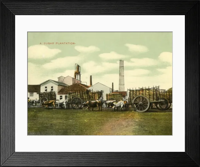 Framed Print : A Sugar Plantation, Cuba. Creator: Unknown Framed Print : A Sugar Plantation, Cuba. Creator: Unknown