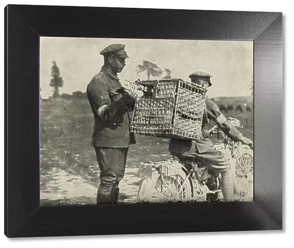 British Army Carrier Pigeons in France, (1919). Creator: Unknown