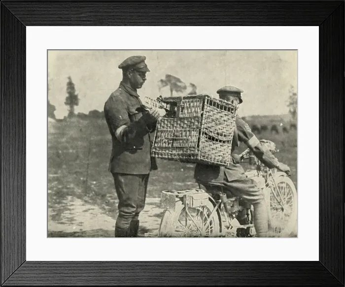 Framed Print : British Army Carrier Pigeons in France, (1919). Creator: Unknown Framed Print : British Army Carrier Pigeons in France, (1919). Creator: Unknown