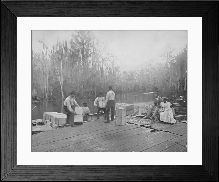 Framed Print : Loading Oranges on the Ocklawaha River, Florida, c1897. Creator: Unknown Framed Print : Loading Oranges on the Ocklawaha River, Florida, c1897. Creator: Unknown