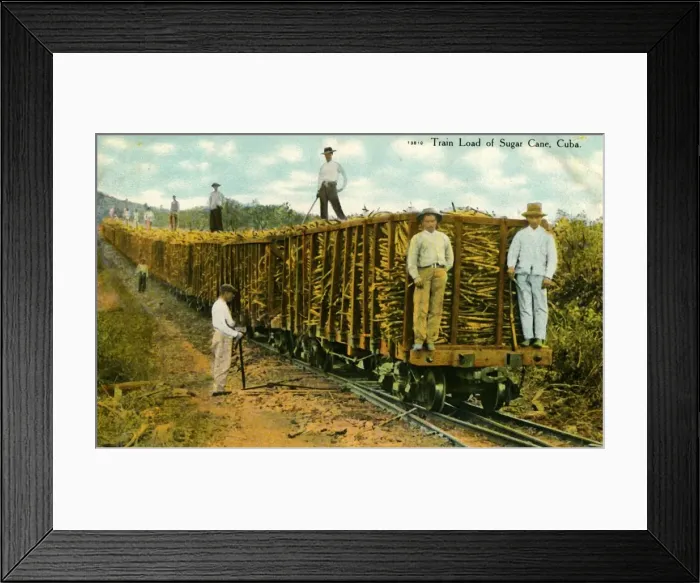 Framed Print : Train Load of Sugar Cane, Cuba, c1910s. Creator: Unknown Framed Print : Train Load of Sugar Cane, Cuba, c1910s. Creator: Unknown