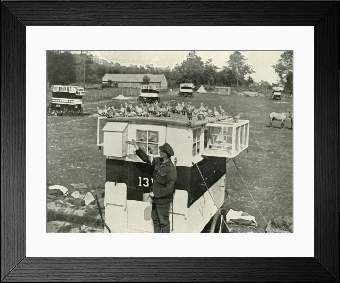 Framed Print : British Army Carrier Pigeons in France: Horse-Drawn Lofts, (1919). Creator: Unknown Framed Print : British Army Carrier Pigeons in France: Horse-Drawn Lofts, (1919). Creator: Unknown