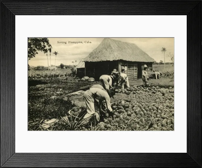 Framed Print : Sorting Pineapples, Cuba, late 19th-early 20th century. Creator: Unknown Framed Print : Sorting Pineapples, Cuba, late 19th-early 20th century. Creator: Unknown