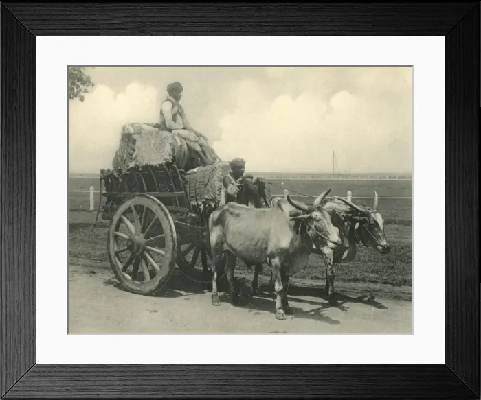 Framed Print : Bullock Cart. Creator: Clifton & Co Framed Print : Bullock Cart. Creator: Clifton & Co
