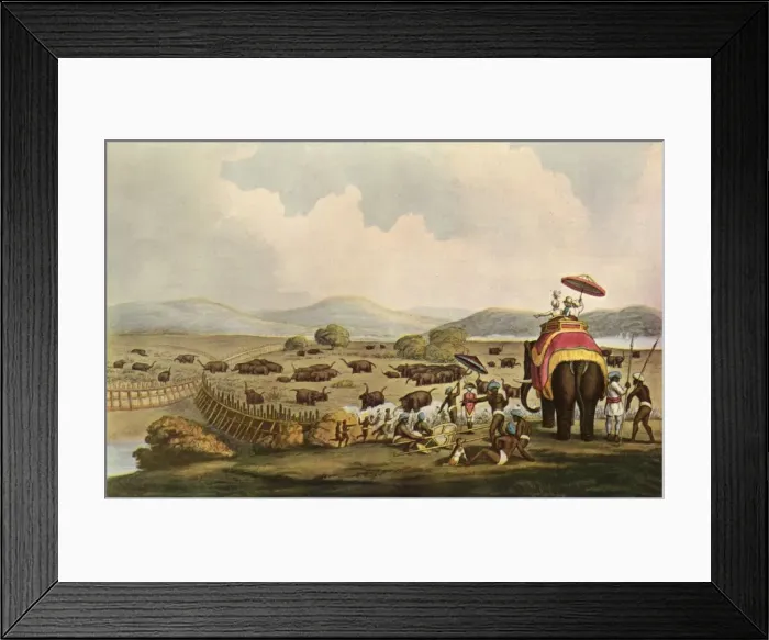Framed Print : Sport in India - Driving Elephants Into A Keddah, c1808, (1901). Creator: Unknown Framed Print : Sport in India - Driving Elephants Into A Keddah, c1808, (1901). Creator: Unknown