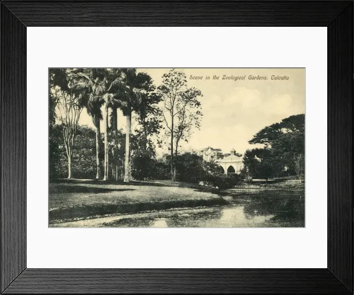 Framed Print : Scene in the Zoological Gardens, Calcutta. Creator: Unknown Framed Print : Scene in the Zoological Gardens, Calcutta. Creator: Unknown