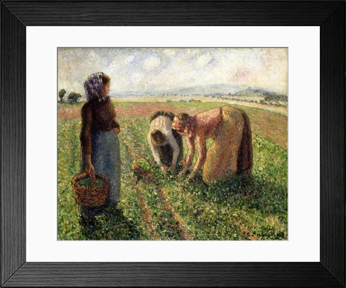 Framed Print : Pea Harvest, Eragny, 1893. Creator: Pissarro, Camille (1830-1903) Framed Print : Pea Harvest, Eragny, 1893. Creator: Pissarro, Camille (1830-1903)