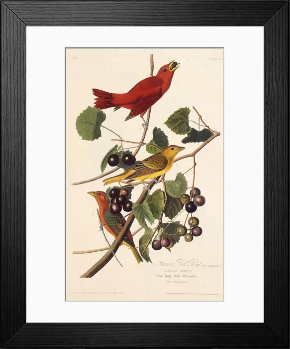 Framed Print : The Summer Red Bird. From The Birds of America, 1827-1838. Creator: Audubon Framed Print : The Summer Red Bird. From The Birds of America, 1827-1838. Creator: Audubon