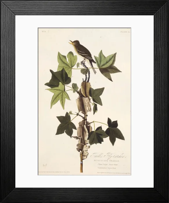 Framed Print : Traills flycatcher. From The Birds of America, 1827-1838. Creator: Audubon Framed Print : Traills flycatcher. From The Birds of America, 1827-1838. Creator: Audubon