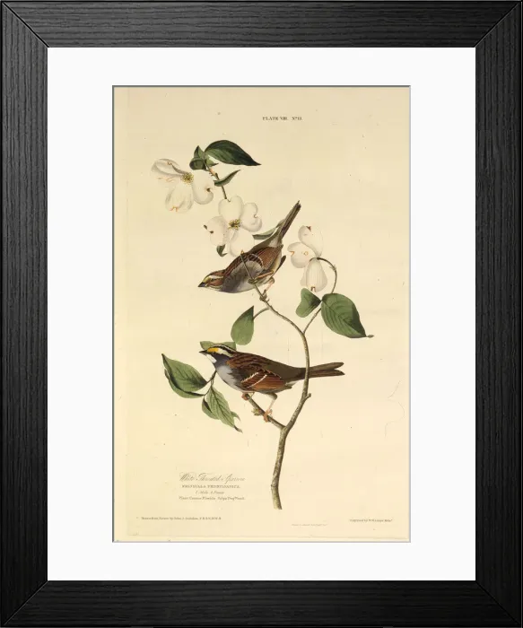 Framed Print : The white-throated sparrow. From The Birds of America, 1827-1838. Creator: Audubon Framed Print : The white-throated sparrow. From The Birds of America, 1827-1838. Creator: Audubon