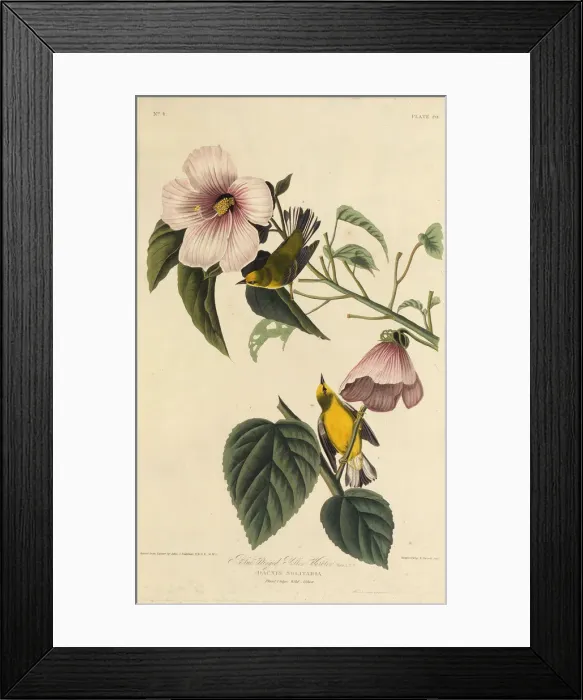 Framed Print : Blue winged yellow warbler. From The Birds of America, 1827-1838. Creator: Audubon Framed Print : Blue winged yellow warbler. From The Birds of America, 1827-1838. Creator: Audubon