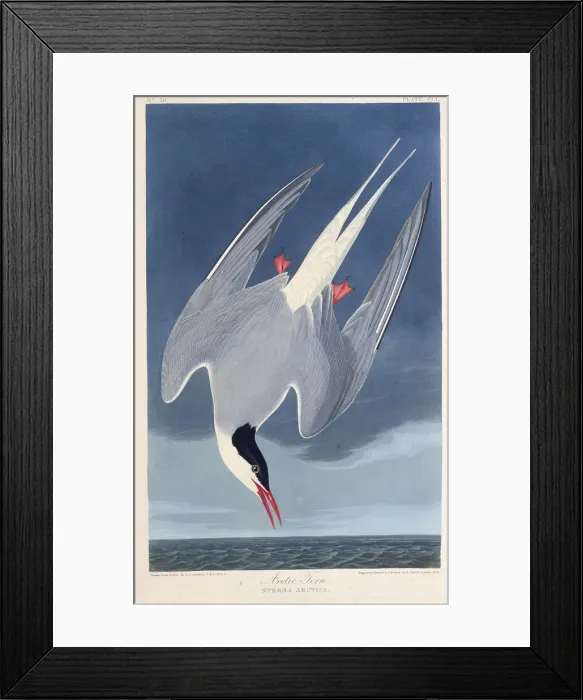 Framed Print : The Arctic tern. From The Birds of America, 1827-1838. Creator: Audubon Framed Print : The Arctic tern. From The Birds of America, 1827-1838. Creator: Audubon