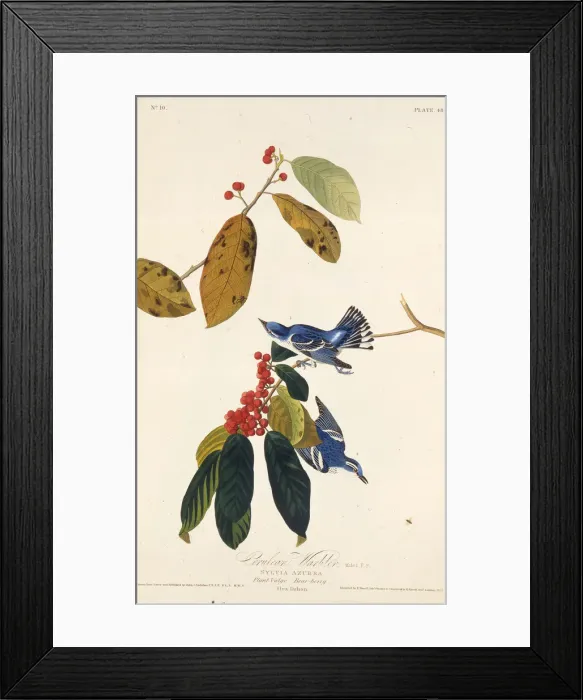 Framed Print : The cerulean warbler. From The Birds of America, 1827-1838. Creator: Audubon Framed Print : The cerulean warbler. From The Birds of America, 1827-1838. Creator: Audubon