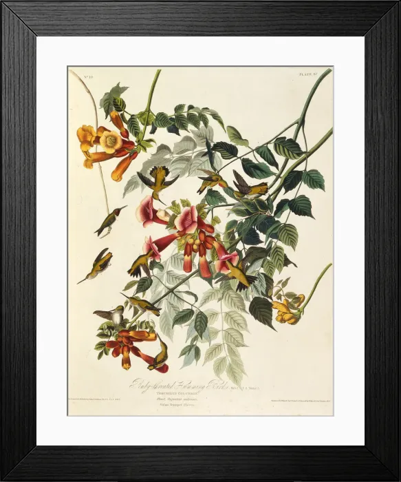 Framed Print : The ruby-throated hummingbird. From The Birds of America, 1827-1838. Creator: Audubon Framed Print : The ruby-throated hummingbird. From The Birds of America, 1827-1838. Creator: Audubon