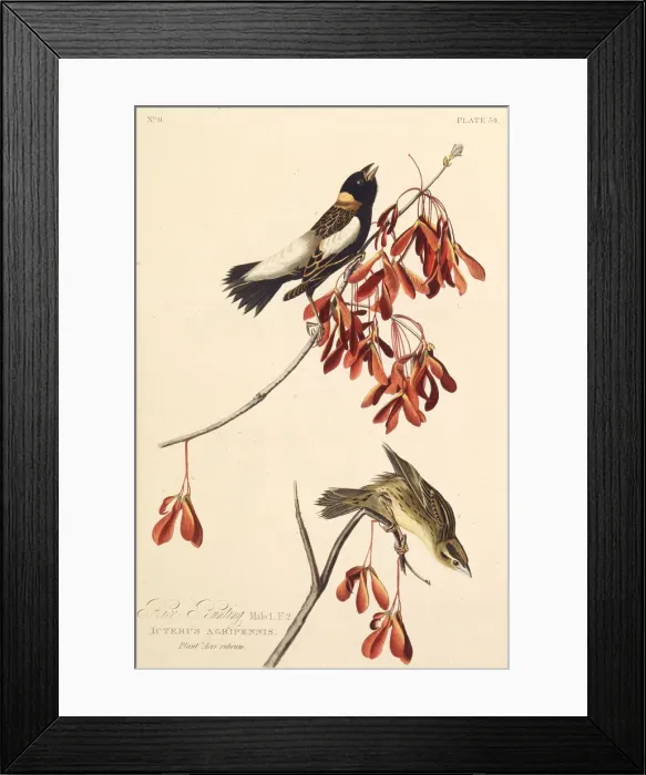 Framed Print : The Ricebird. From The Birds of America, 1827-1838. Creator: Audubon Framed Print : The Ricebird. From The Birds of America, 1827-1838. Creator: Audubon
