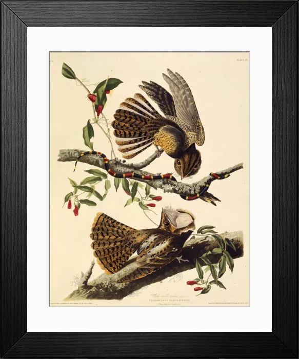 Framed Print : The chuck-will s-widow. From The Birds of America, 1827-1838. Creator: Audubon Framed Print : The chuck-will s-widow. From The Birds of America, 1827-1838. Creator: Audubon